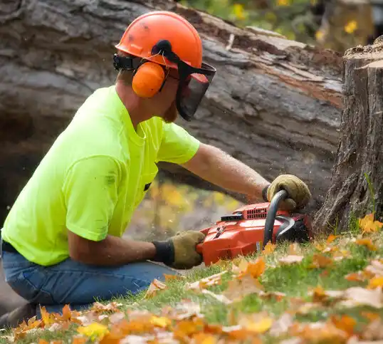 tree services Sea Isle City